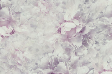 Floral  vintage beautiful background. Wallpapers of flowers light pink-white peony. Flower composition. Close-up. Nature.