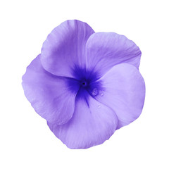 violet  flower on isolated white background with clipping path.  Closeup. Beautiful purple flower Violets for design.  Nature.