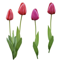 Set red pink purple tulips. Flowers on a white isolated background with clipping path.  Closeup.  no shadows.  Buds of a tulips on a green stalk.  Nature. .