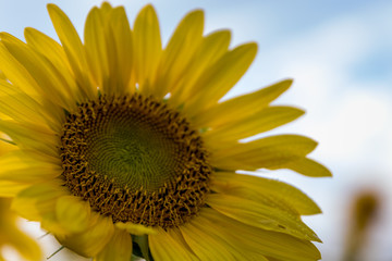 Naklejka premium Sunflower