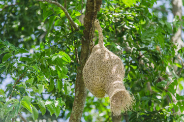 Fototapeta na wymiar bird nest in garden