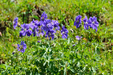 Герань луговая (лат. Geranium pratense)