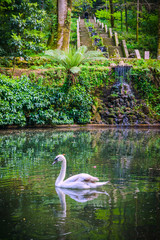 Swan on the pond in the park of Bussaco. Coimbra. Portugal