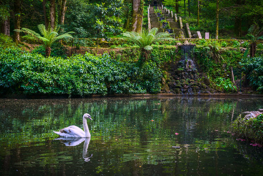 Swan on the pond in the park of Bussaco. Coimbra. Portugal