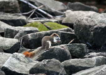 Fototapeta premium squirrel on the rock. squirrel an agile tree-dwelling rodent with a bushy tail, typically feeding on nuts and seeds.