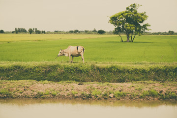 Obraz premium Cow eating grass or rice straw in rice field with blue sky, rural background.