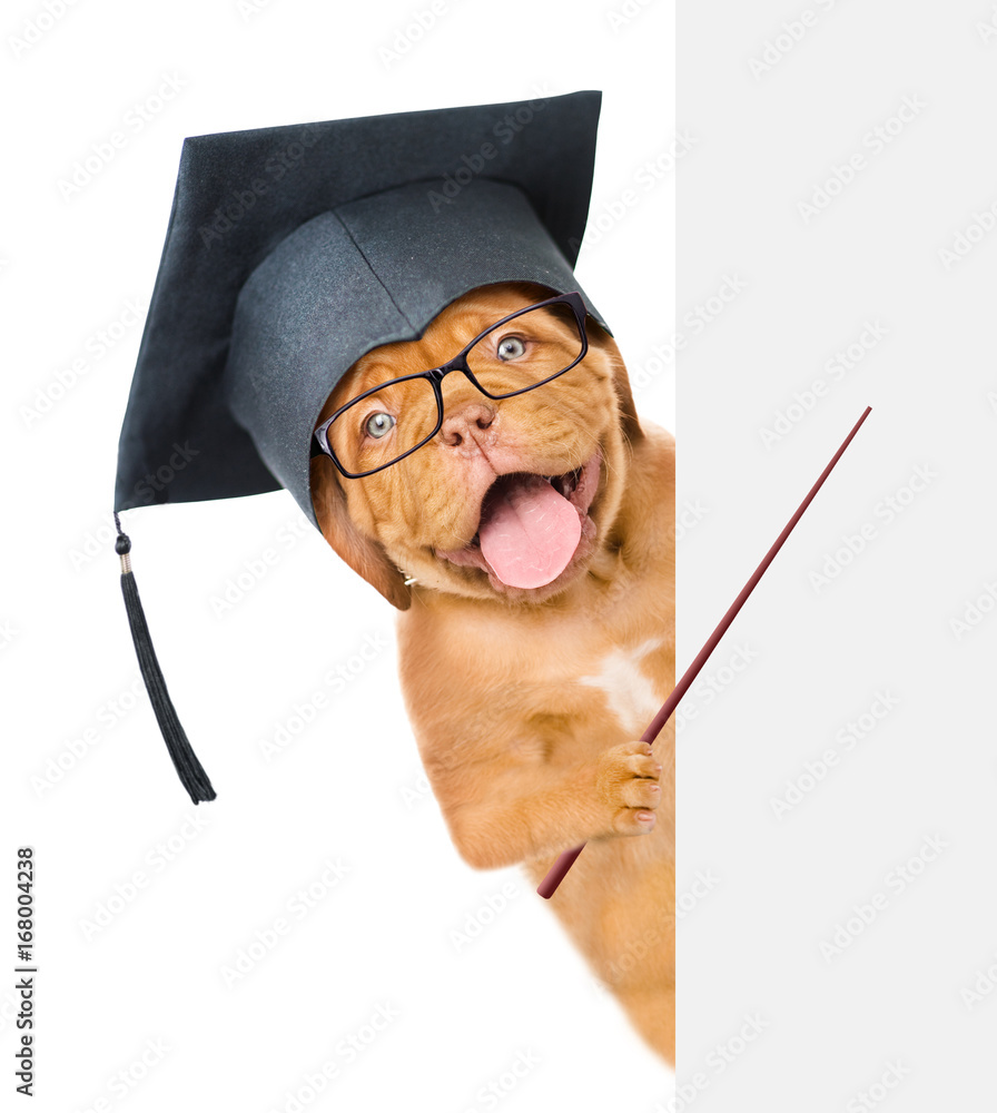 Poster Graduated dog holding a pointing stick and points on empty banner. isolated on white background