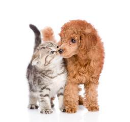 Kitten is kissing the puppy. isolated on white background