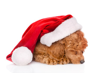 Sleeping poodle in red christmas hat. isolated on white background