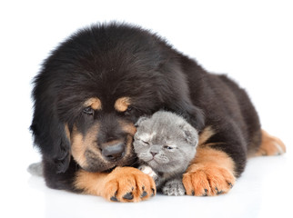 Tibetan mastiff puppy embracing kitten. isolated on white background