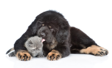 Naklejka premium Puppy of a Tibetan mastiff licks a kitten. isolated on white background