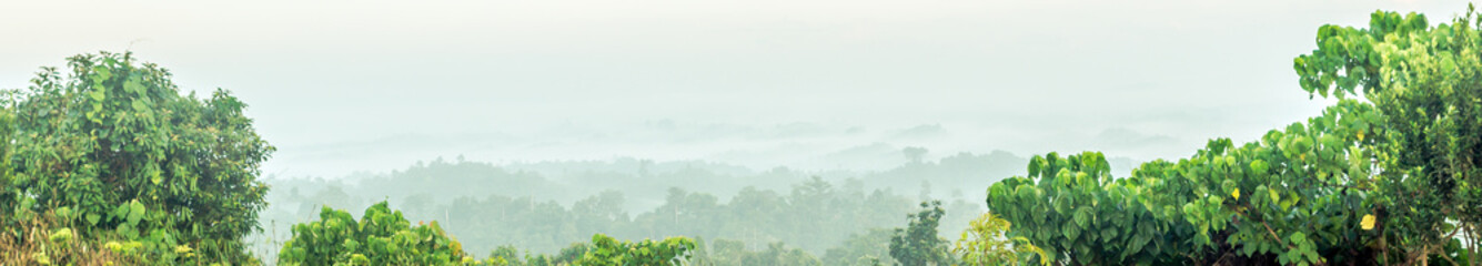 beautiful misty forest in the morning