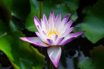 Soft focus and blurry Lotus flower plants. Water lily. Abstract oriental background.