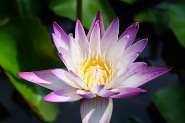 Soft focus and blurry Lotus flower plants. Water lily. Abstract oriental background.