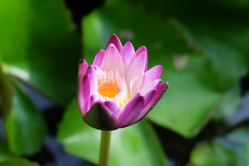 Soft focus and blurry Lotus flower plants. Water lily. Abstract oriental background.