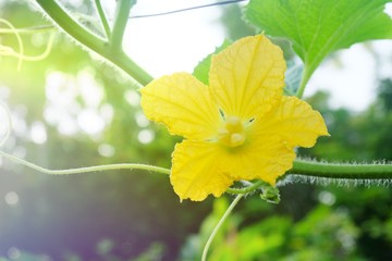 Flower and sunlight background.