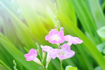 Flower and sunlight background.
