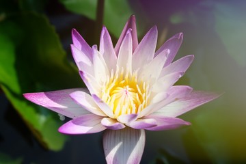 Soft focus and blurry Lotus flower plants. Water lily. Abstract oriental background.