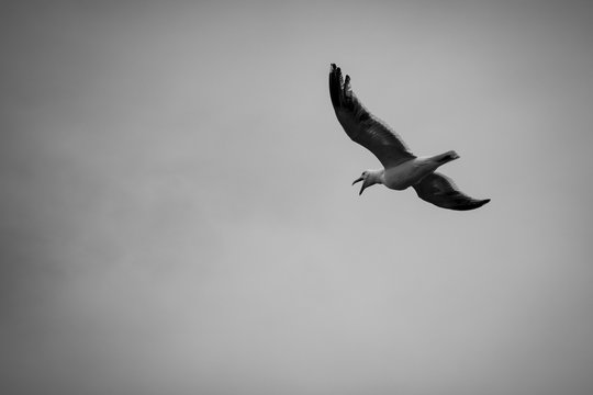 Seegull