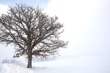 Fototapeta na wymiar Hokkaido in winter