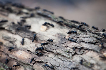 муравьи на бревне