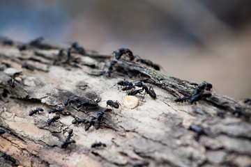 Насекомые-муравьи