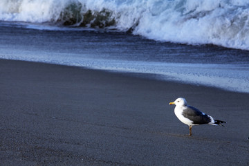 Seagull on the beach - 168005649