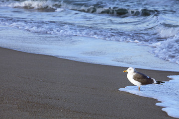 Seagull on the beach - 168005653