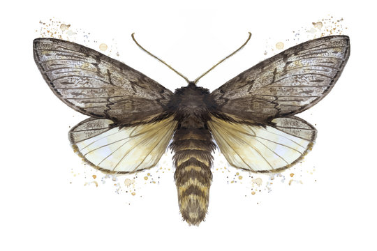 A watercolor drawing of a furry butterfly, a bear, a butterfly, a brown color, wings of light with spots on a white background for decor, prints