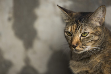 Naklejka na ściany i meble Thai cat with old cement background