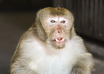 an old pig-tailed monkey with teeth drop out
