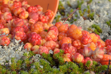 Many picked berries cloudberries on the grass in the tundra.