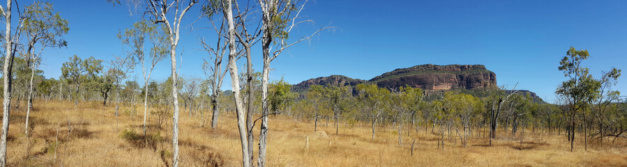 Australian bush panorama
