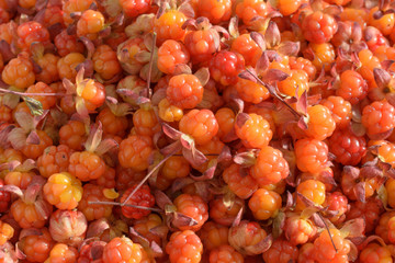 Many ripe cloudberries close photographed.