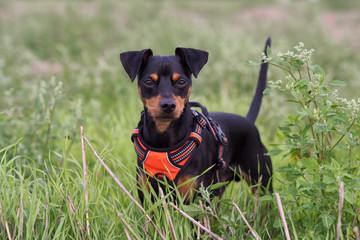 Portrait Hund sitzt im Grass mit geschirr und schaut in den sonnenuntergang