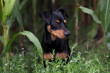 Portrait Hund sitzt im Maisfeld und schaut aus dem feld