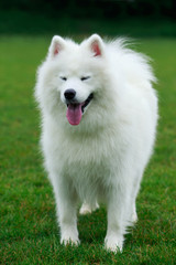 Dog breed Samoyed