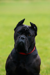 Dog breed Italiano Cane Corso