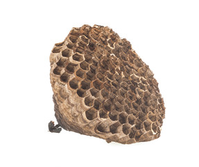 Hornet nests white background