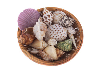 Sea shell on white background