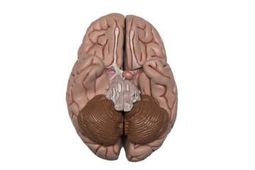 Human base of the brain model