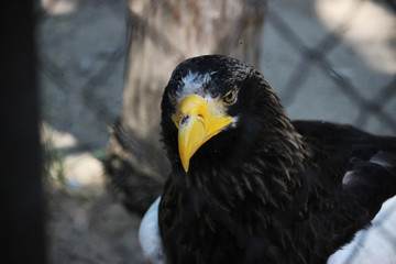 Eagle