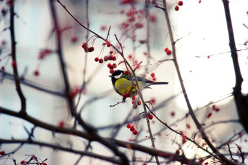 Little bird