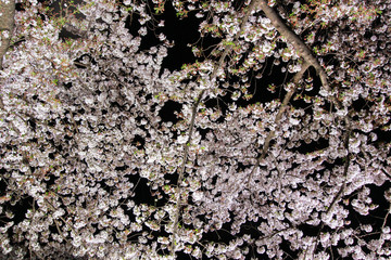 Sakura lighted up along Nogawa River,Sazumachi,Chofu-shi,Tokyo,Japan in spring.