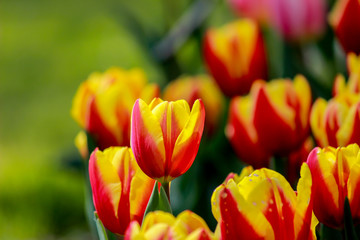 Jan Seignette Tulips at Showa Kinen Koen(Showa Memorial Park),Tachikawa,Tokyo,Japan in spring.