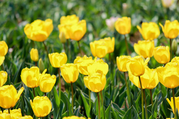 Candela Fosteriana Tulips at Showa Kinen Koen(Showa Memorial Park),Tachikawa,Tokyo,Japan in spring.