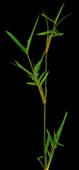 tige de bambou, fond noir