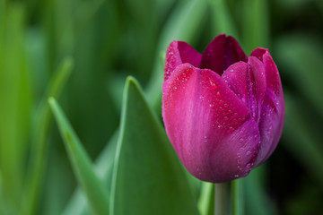 Close Up Single Purple Tulip