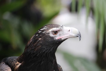 eagle