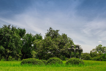 Obraz premium Green tree garden background, in the morning